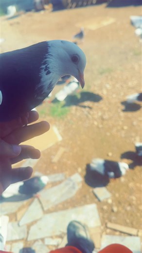 Dönek Güvercin Sepeti: İzmirlilerin Sevgilisi