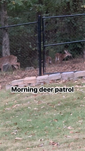 Watching does and fawns just outside the backyard fence. | Jason Simpson