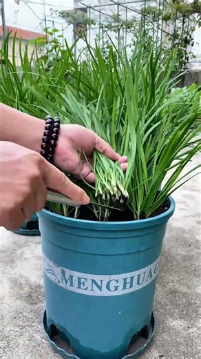 The Process of Cutting Organic Chives in Plastic Containers for Maximum Harvest Results