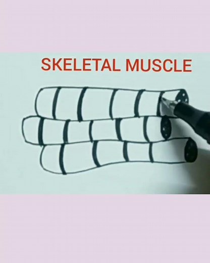 How to draw skeletol muscle easily/ striated muscle/skeletol muscle