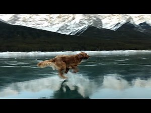 Dog Runs On Surface Of Frozen Lake
