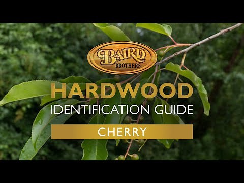 Cherry Hardwood: Uses, Characteristics, and Identification Guide