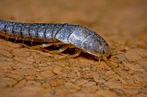 How we got rid of silverfish