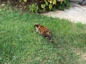 Άν θυμηθείς τ'όνειρό μου