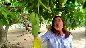 423K views · 10K reactions | GIANT BEST TASTING MANGO in the WORLD | Agribusiness | Facebook