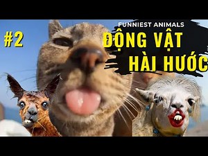 Cảnh Báo Video Động Vật Hài Hước Funniest Animal Videos Dễ Nghiện!#độngvậthàihước #funniestanimals