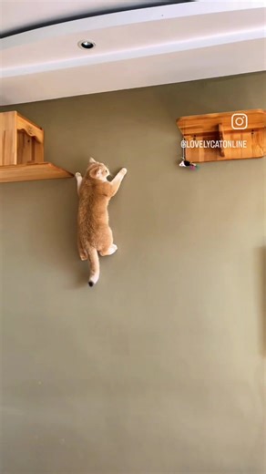 Cat ninja 😸😸 | Lolcat