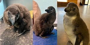 First penguin chick born at the Dakota Zoo