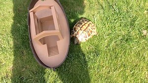 1.5K views · 17 reactions | This tortoise has serious anger issues  | Storytrender | Facebook