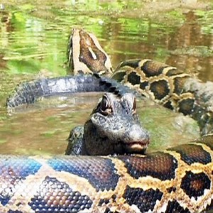 611K views · 2.2K shares | Pythons and Crocodiles - Animals Diary | Animals Diary | Facebook