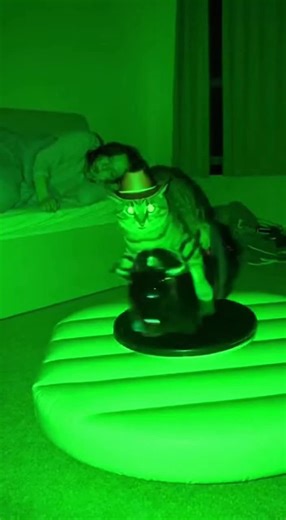 Cat Rides Mechanical Bull While Owner Sleeps