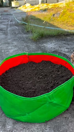 Coriander grow tips by using new technique #coriander #plants #nature #flowers #plantsofinstagram #garden #plant #plantsmakepeoplehappy #gardening #houseplants #plantlover #green #photography #naturephotography #indoorplants #flower #plantlife #love #rooftopgarden | Rajia Gardening