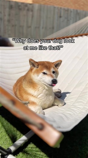 Shiba Inu's Relaxing Moments on Hammock and Couch