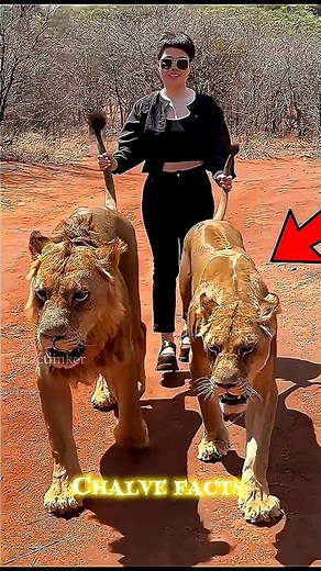 🦁 lion scared of humans