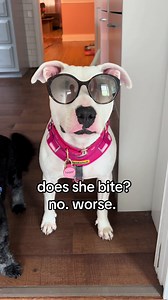Queen of Headlocks: Bull Terrier Mix's Playful Bite