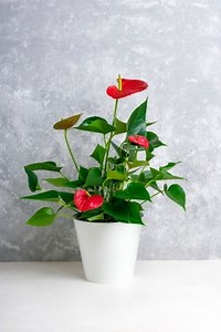 Feng Shui Colors For East Facing Door | Feng Shui New