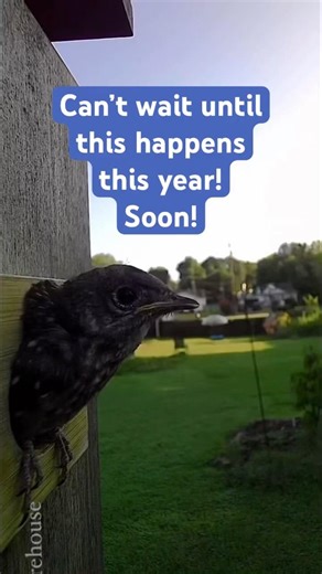 Eastern Bluebirds to Start Nesting Soon!