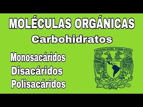Carbohydrates | Organic Molecules - Explanation | BIOLOGY
