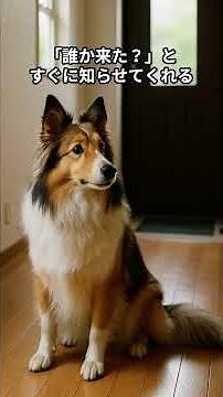 5 things you'll know about Shetland Sheepdogs #ShetlandSheepdog #LifeWithDogs #Dog #AnimalVideos