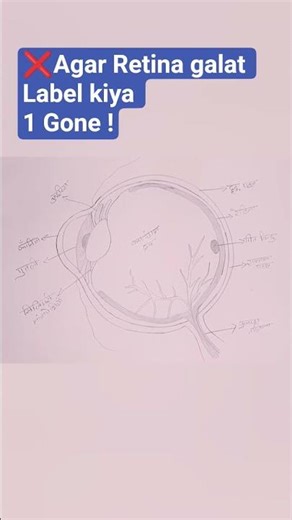 human eye diagram👁️|Human Eye Diagram With Labels|board exam+neet #shorts #rashmisarojglobalbiology