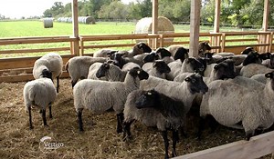 Romanovske ovce u selu Kolut - Agro saveti