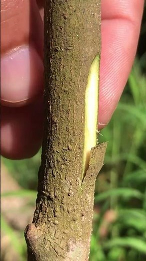 Budding Orange Tree EP377 #grafting #budgrafting