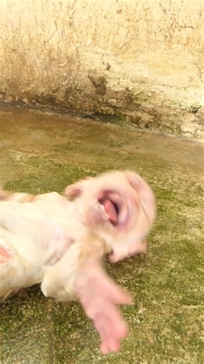 MonkeyLOBI #funny #adorable #cute #reel #smart #monkeyadorable #cute #reel #smart #monkey | Monkey LOBI