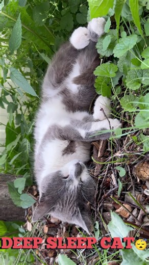 😴 20 Minutes of Pure Cat Nap ASMR 😻 Deep Sleep & Relaxation 💤🐾#Relaxing #SleepingCat #SleepingCat #CatNap #ASMRCat #Relaxation #SleepAid #Meditation #CatSounds #KittySleep #PeacefulVibes