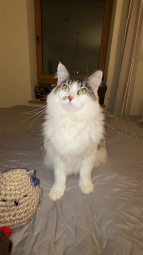 Want to crochet a capybara for yourself... or your pet?👀🐱 Check this out - https://reddlecrafts.etsy.com/listing/4440388194 #crochet #capybara #amigurumi #handmade