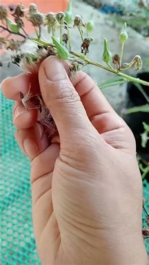 Gom hạt bồ công anh thân cao đã già làm giống cho đợt gieo trồng tiếp theo