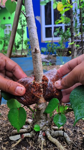 multiply plant 🌱#tree #grafting #nature #garden