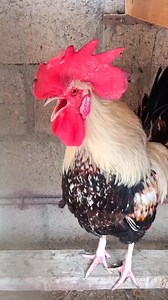 Adorable Aggressive Rooster Crowing |Rooster Crowing Loud How To Train Your Aggressive Rooster To Be Friendly #roostercrowing #crowingrooster #rooster #chickens #hühner #poultry #gallinas #chickenfarm #chickenkeeping #farming #hühnerhaltung #heritagechickens #chickensaspets #petchickens #petrooster #hahnkräht #gallinasfelices #hahnenkrähen #ayamserama #ayamcemani #hahn #hähne #backyardchickens #backyardroosters #rooster #roostercrowing #crowingrooster #hahn #hahnenkrähen #hähne #chickenfarming #