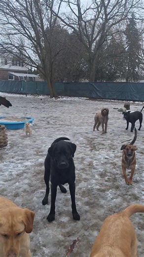 Last video, ty Archie 🚨 | Happy Tails