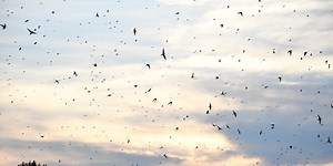 Taking in the Purple Martins on Bomb Island at Lake Murray
