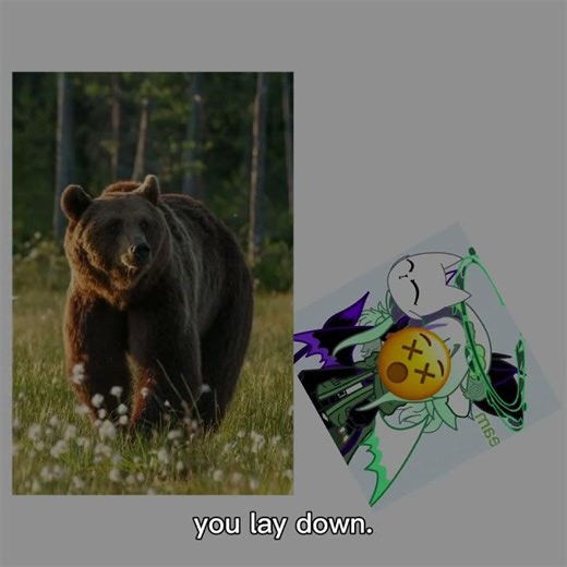 TogaShi word of the day! :D Bear