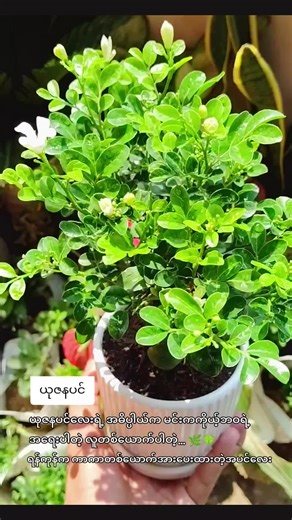 ယုဇန 20000ကျပ် Dream Garden (Home Plant Retail & Wholesale) Contacts : 09450087466 Location - Mayangone Township,Yangon #foryou #fypシ゚ #indoorplants #plants #ယုဇန @dreamgarden @dreamgarden @dreamgarden