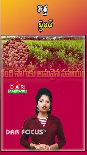 Rayalaseema Farmers Shift Focus to Red Gram Cultivation This Kharif Season | DAR FOCUS