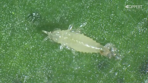 What Do Thrips Look Like and How To Control Them - Gardening Dream