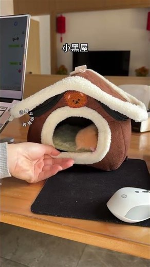 Golden Thread Bear's Day: Don't Punish the Mouse