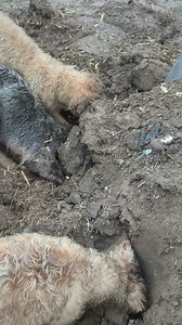 Our standard formation. A trio of terriers works the ground, pulling out rats and indicating in which direction we need to dig. Meanwhile, 2 Lurchers and 2 Spaniels are on standby for any that slip by. | Suffolk and Norfolk rat pack