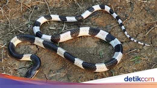 Ular Weling dan Welang, Ini Perbedaan dan Bahayanya
