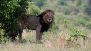 Large male lion standing up and lying down
