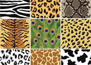 Spots, Stripes and More: Working Out the Logic of Animal Patterns