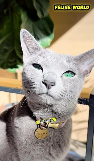 Russian Blue Cat 🐱 | The Elegant & Loyal Silver Beauty! 💙