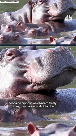 Colombia plans to euthanize Pablo Escobar's famous 'cocaine hippos'