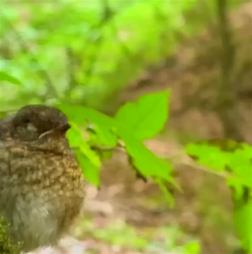 Building a cozy treehouse deep in the wild forest 🌲🪵 A perfect blend of bushcraft survival and comfort — this elevated shelter keeps you safe, dry, and connected to nature. Finished with a handmade clay oven for warmth and cooking, it turns the wilderness into a true home. 🔥🍞 ✨ Crafted with patience, skill, and raw nature. Follow for more real survival builds and forest life adventures! #bushcraft #treehouse #survivalshelter #forestlife #camping