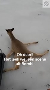 Het leek wel een scene uit de Disney film Bambi. Alleen was Stampertje er deze keer niet. Twee mannen in Karasuk, een stad in de regio Novosibirsk in Rusland, hebben meer dan twaalf reeën gered die vastzaten op een bevroren meer. De arme beesten konden er zelf niet meer afkomen, dus gebruikten de mannen sleden om de dieren veilig terug naar de kant te helpen. The end 😍🦌 | Buienradar