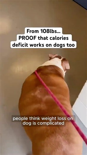 this tool literally saved my dog life 😭