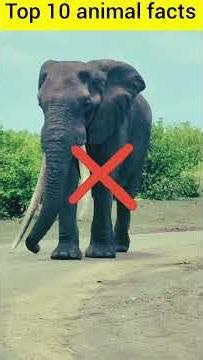 Top ten animal's facts #facts #shorts