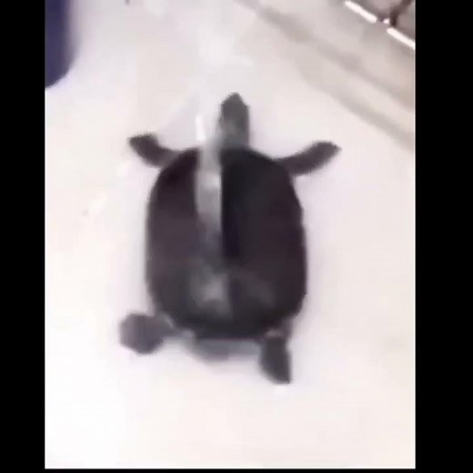 Turtle dancing meme
